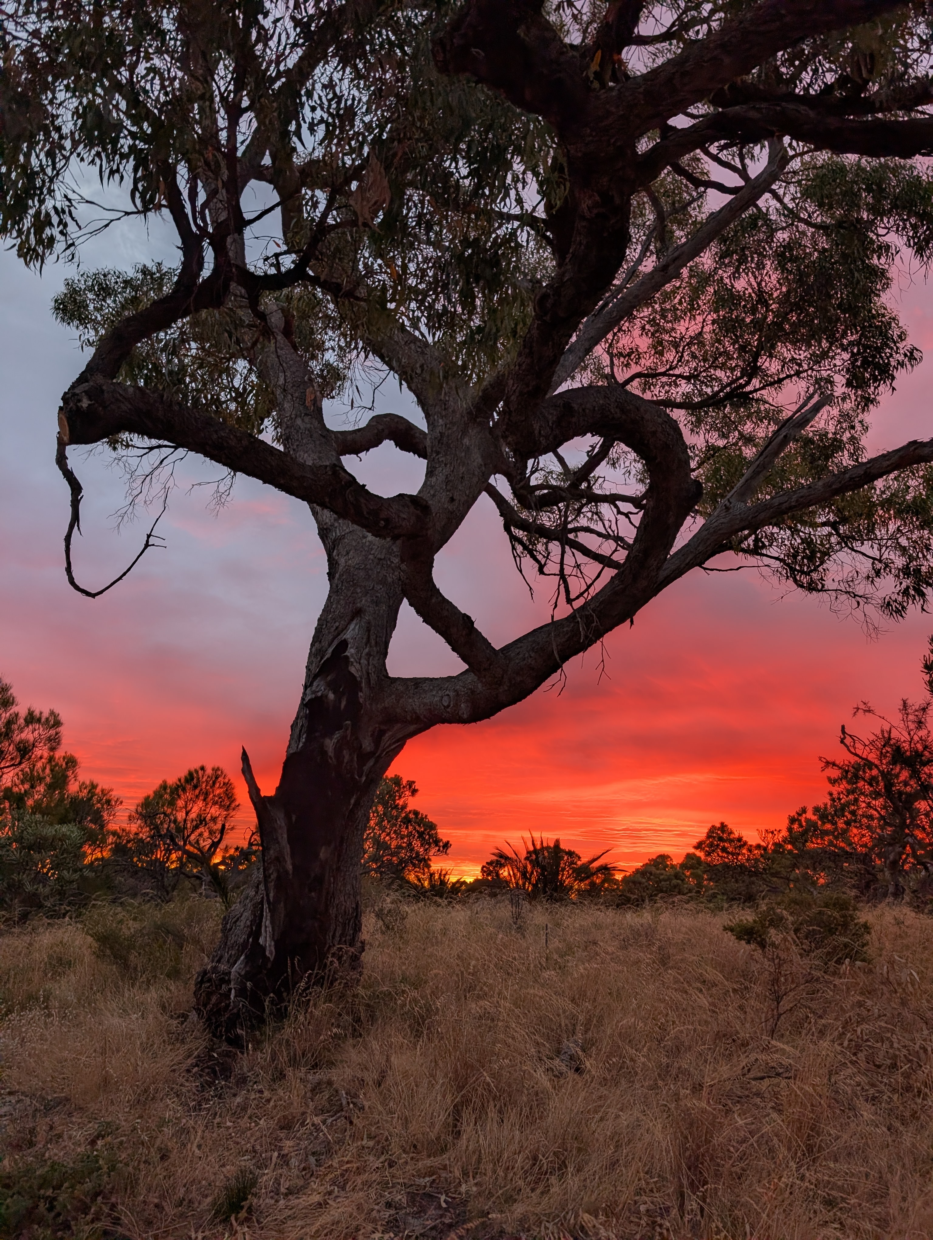 Sunset over Bold Park during an evening ruck